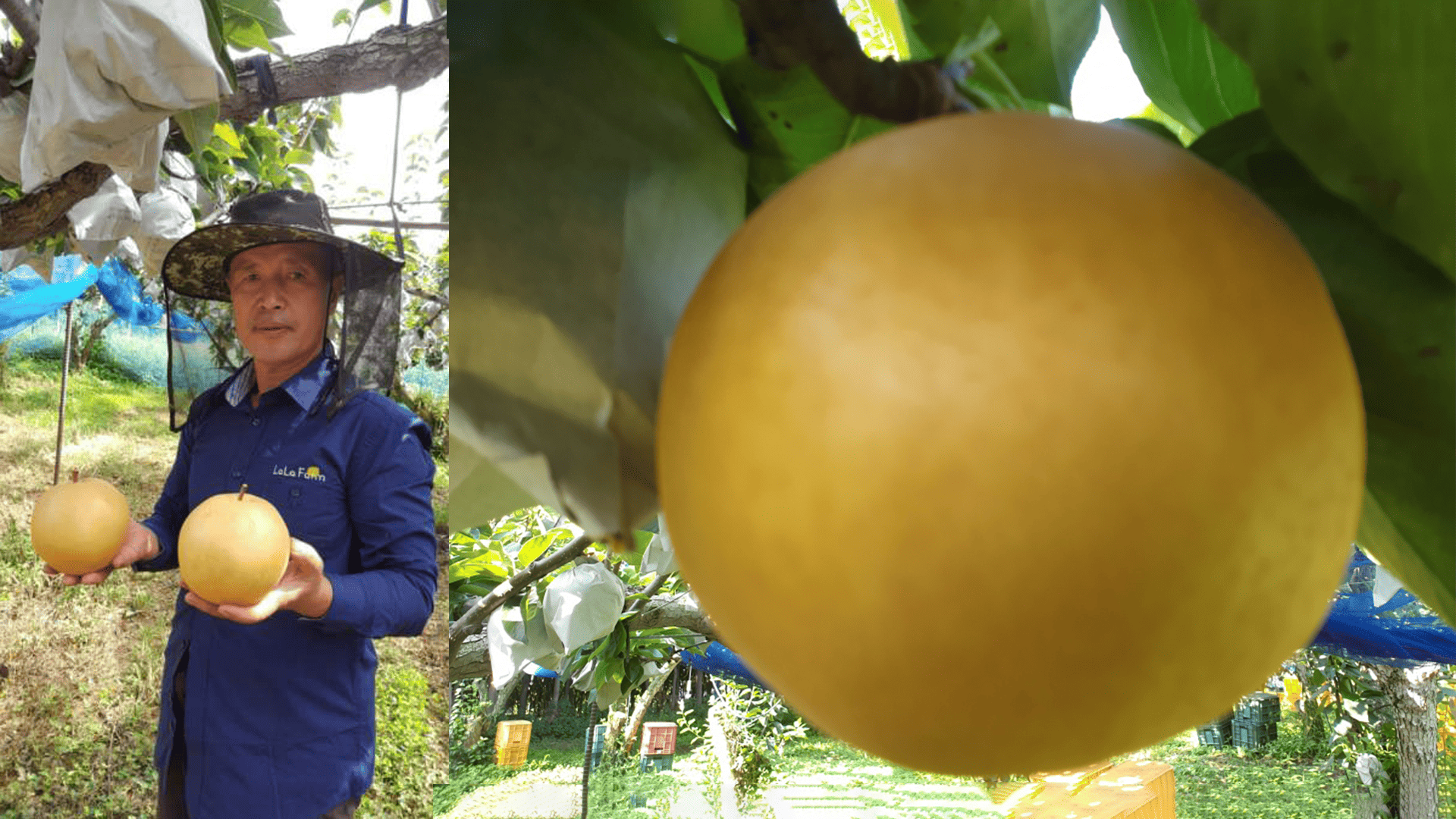 부성농원 이미지 1