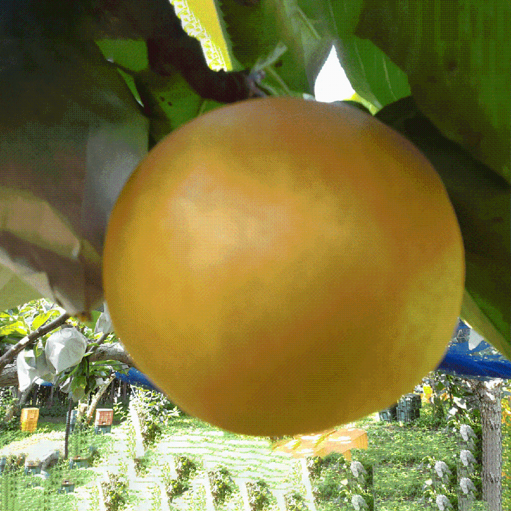 부성농원 이미지 1